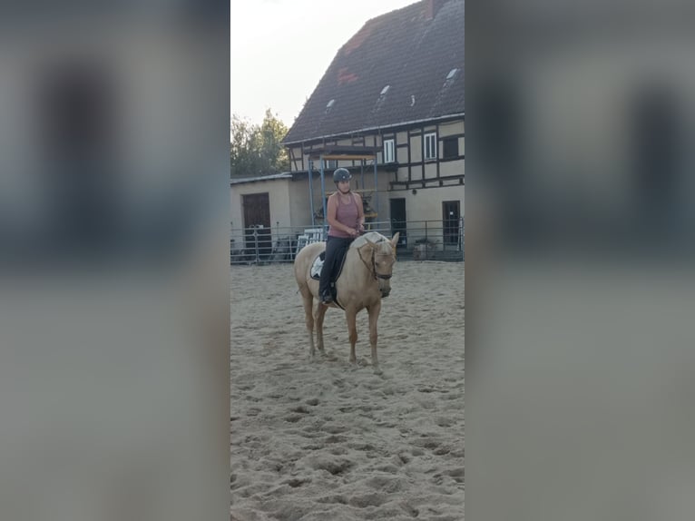 Studbook angloeuropeo Giumenta 9 Anni 165 cm Palomino in Naundorf