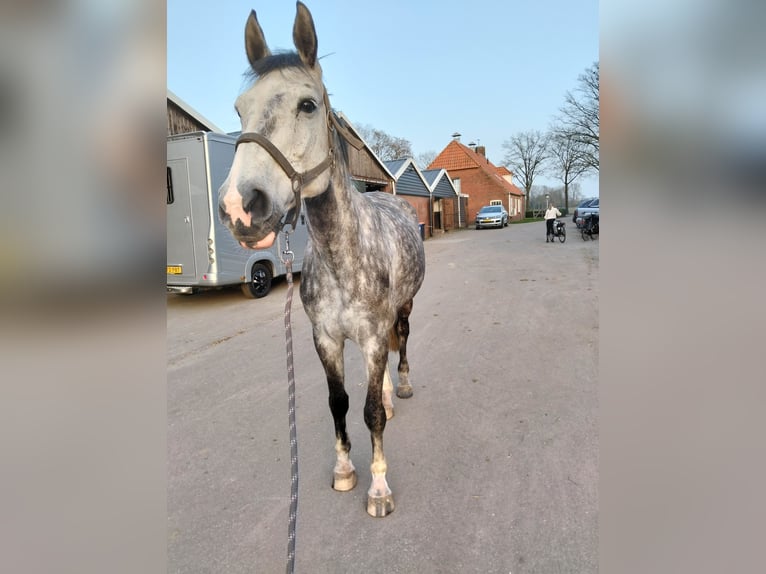 Studbook angloeuropeo Giumenta 9 Anni 170 cm Grigio in Enschede