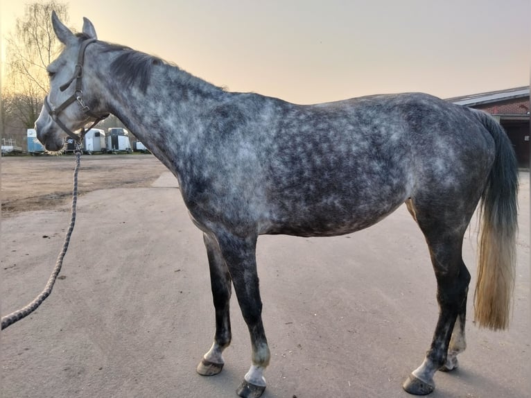 Studbook angloeuropeo Giumenta 9 Anni 170 cm Grigio in Enschede
