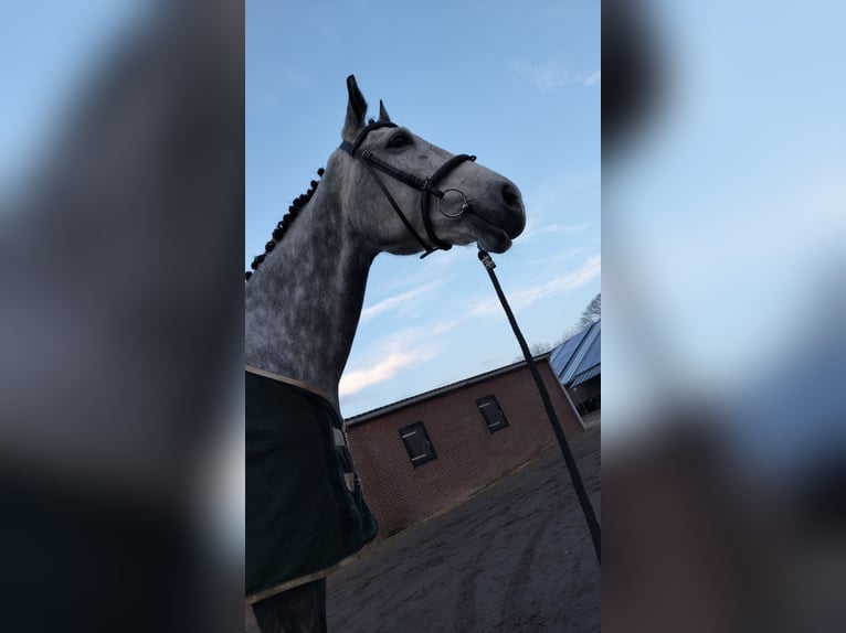 Studbook angloeuropeo Giumenta 9 Anni 170 cm Grigio in Enschede