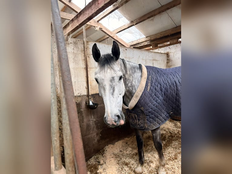 Studbook angloeuropeo Giumenta 9 Anni 170 cm Grigio in Enschede