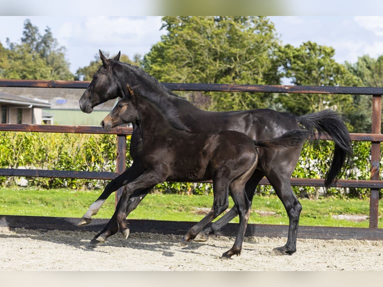 Studbook angloeuropeo Giumenta Puledri (06/2025) Baio in Waddinxveen