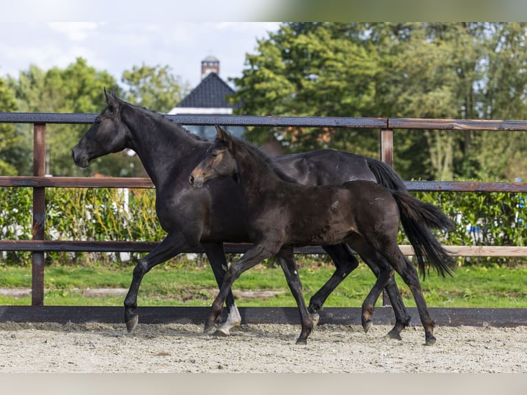 Studbook angloeuropeo Giumenta Puledri (06/2025) Baio in Waddinxveen