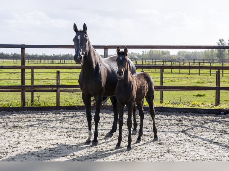 Studbook angloeuropeo Giumenta Puledri (06/2025) Baio in Waddinxveen