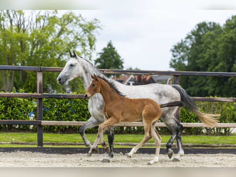 Studbook angloeuropeo Giumenta Puledri (04/2026) Baio chiaro in Waddinxveen