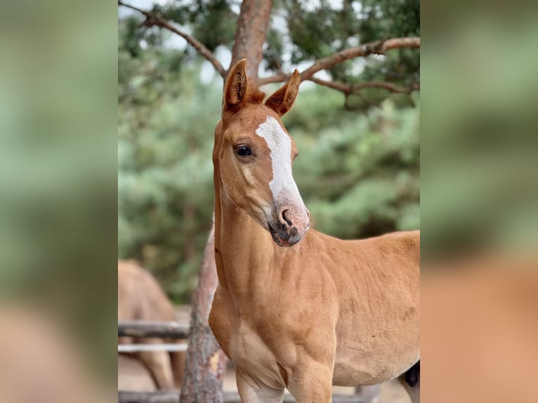 Studbook angloeuropeo Giumenta Puledri (01/2025) in Ewelin