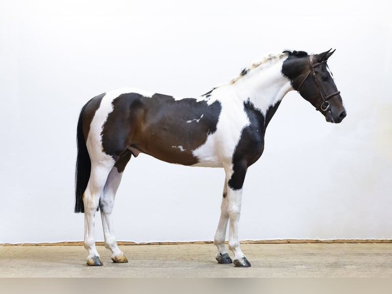Studbook angloeuropeo Stallone 10 Anni 162 cm Pezzato in Waddinxveen