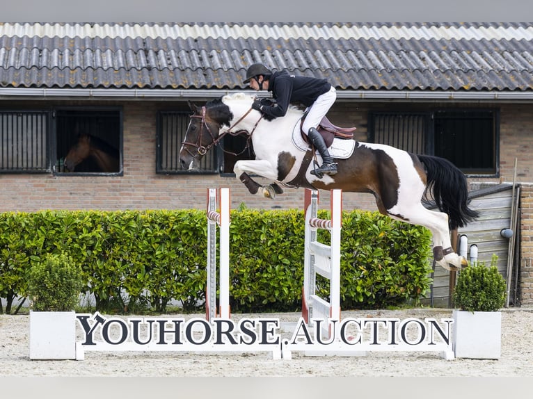 Studbook angloeuropeo Stallone 10 Anni 162 cm Pezzato in Waddinxveen