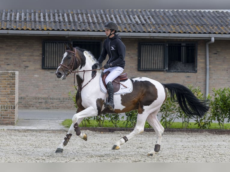 Studbook angloeuropeo Stallone 10 Anni 162 cm Pezzato in Waddinxveen