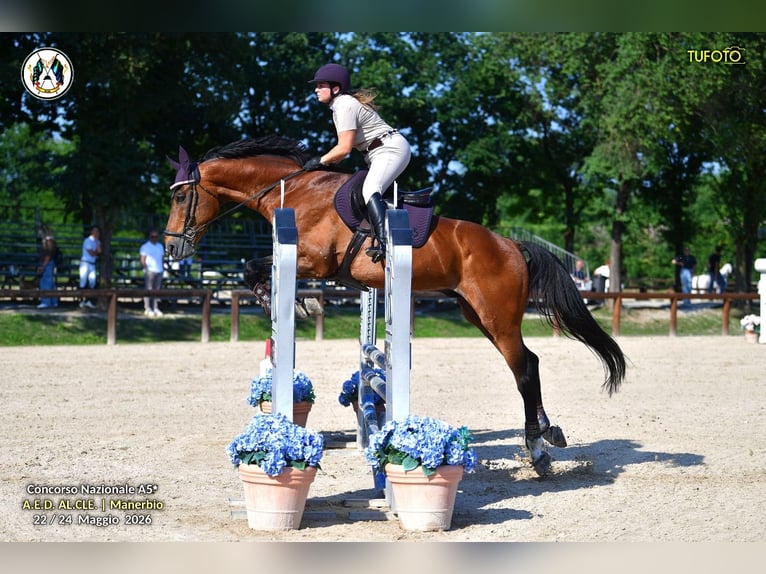Studbook angloeuropeo Stallone 18 Anni 170 cm Baio in Felino