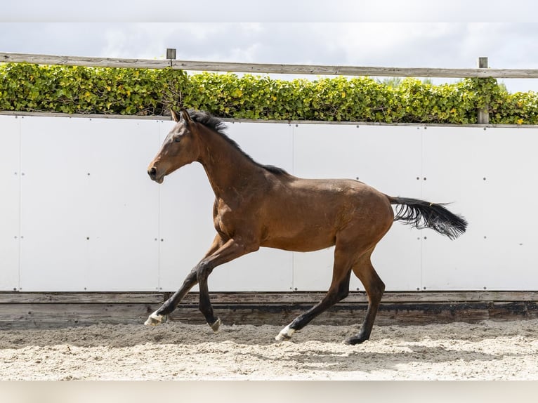 Studbook angloeuropeo Stallone 1 Anno 153 cm Baio in Waddinxveen