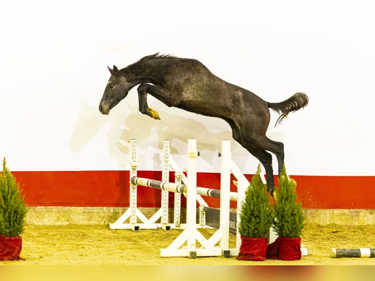 Studbook angloeuropeo Stallone 1 Anno 154 cm Grigio ferro in Waddinxveen