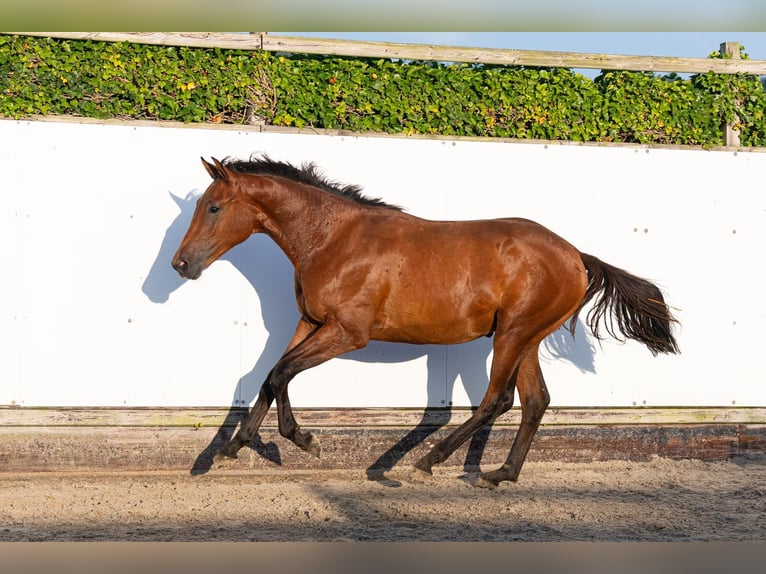 Studbook angloeuropeo Stallone 1 Anno 155 cm Baio in Waddinxveen