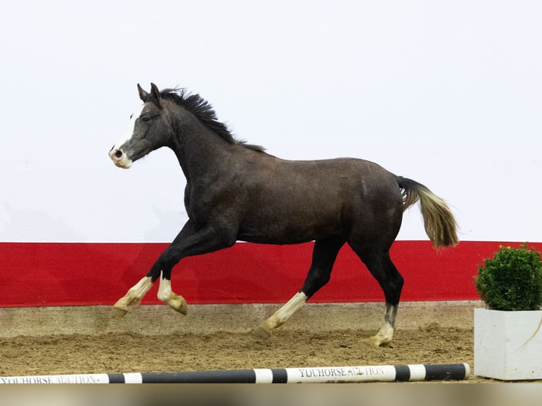 Studbook angloeuropeo Stallone 1 Anno 155 cm Grigio in Waddinxveen