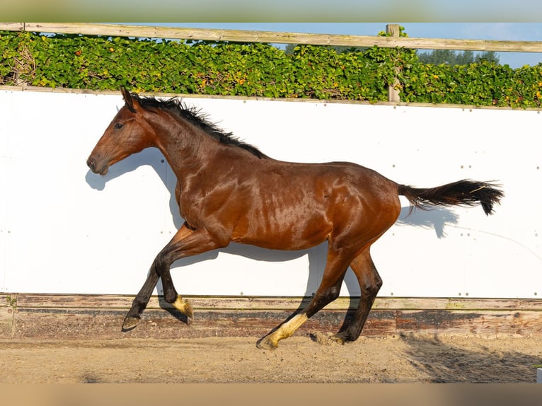 Studbook angloeuropeo Stallone 1 Anno 160 cm Baio in Waddinxveen