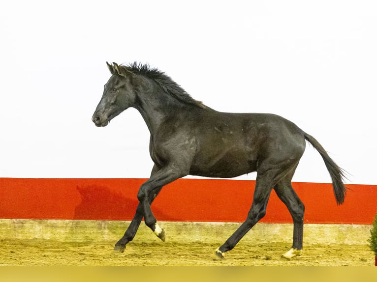 Studbook angloeuropeo Stallone 1 Anno 164 cm Baio nero in Waddinxveen