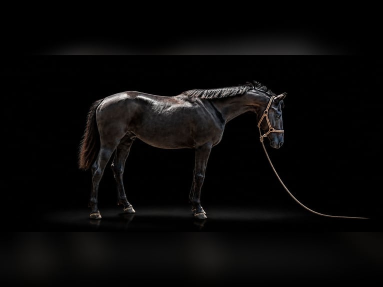 Studbook angloeuropeo Stallone 1 Anno 170 cm Grigio in Nysa
