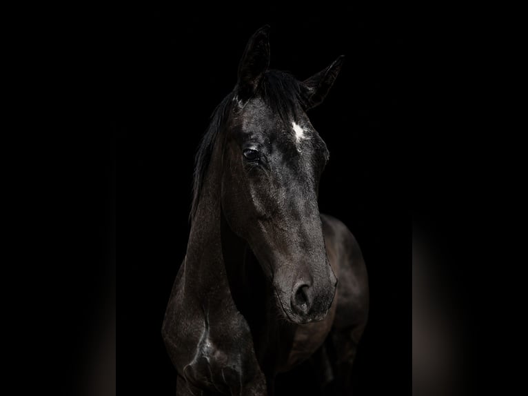Studbook angloeuropeo Stallone 1 Anno 170 cm Grigio in Nysa