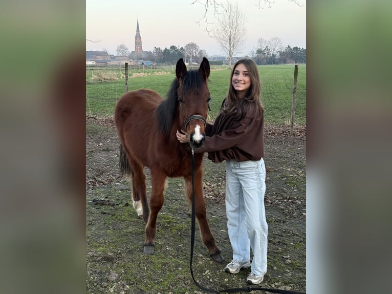 Studbook angloeuropeo Stallone 1 Anno Baio in Den Dungen