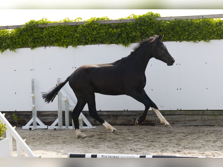 Studbook angloeuropeo Stallone 2 Anni 157 cm Morello in Waddinxveen