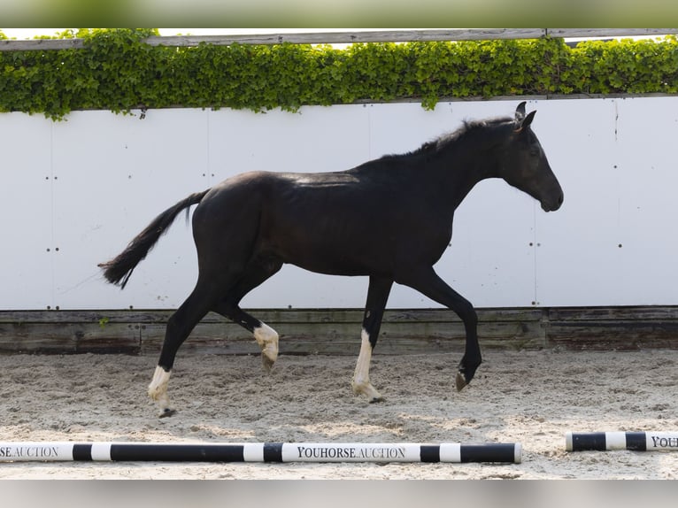 Studbook angloeuropeo Stallone 2 Anni 157 cm Morello in Waddinxveen