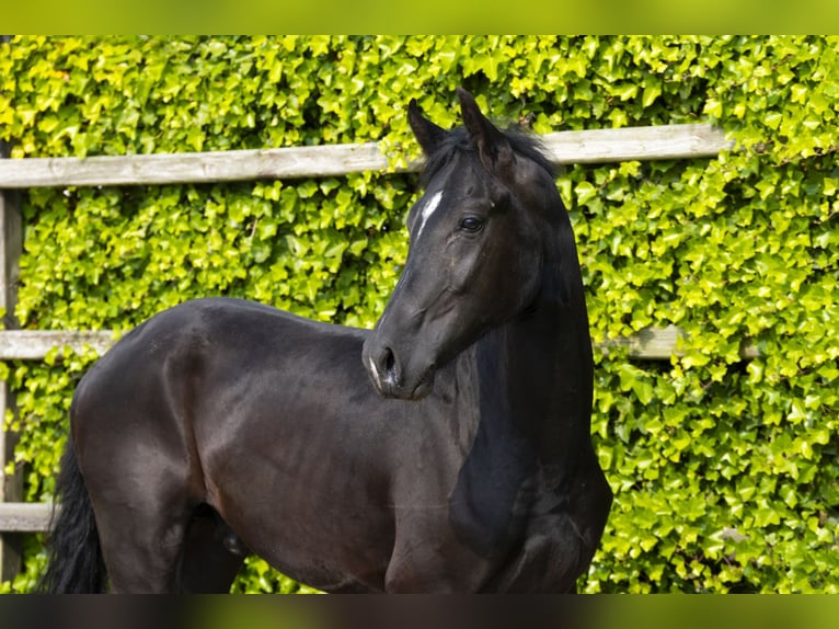 Studbook angloeuropeo Stallone 2 Anni 157 cm Morello in Waddinxveen