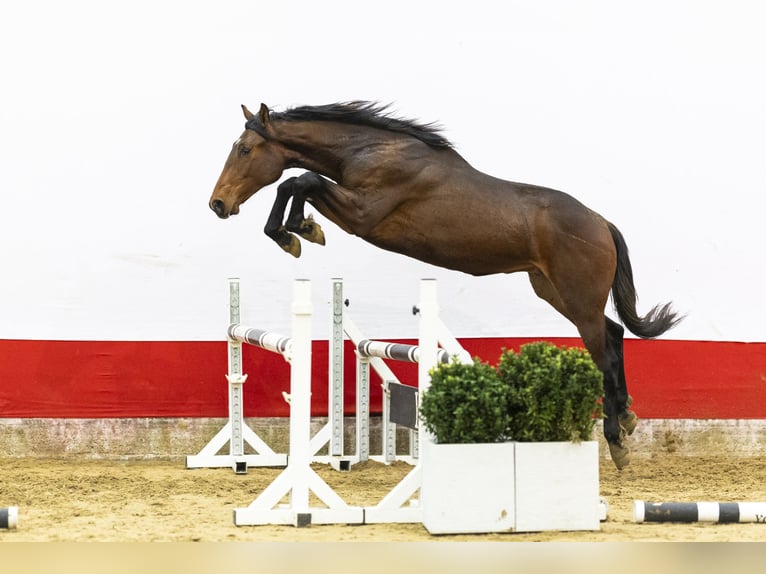Studbook angloeuropeo Stallone 2 Anni 158 cm  in Waddinxveen
