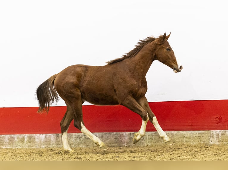 Studbook angloeuropeo Stallone 2 Anni 158 cm  in Waddinxveen