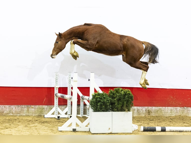 Studbook angloeuropeo Stallone 2 Anni 158 cm  in Waddinxveen