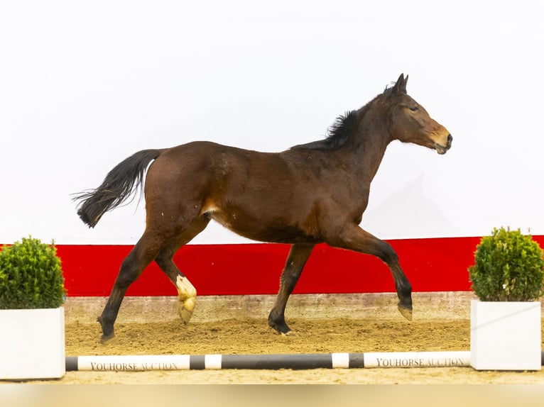 Studbook angloeuropeo Stallone 2 Anni 159 cm Baio in Waddinxveen