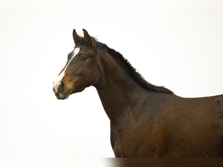 Studbook angloeuropeo Stallone 2 Anni 161 cm Baio in Waddinxveen