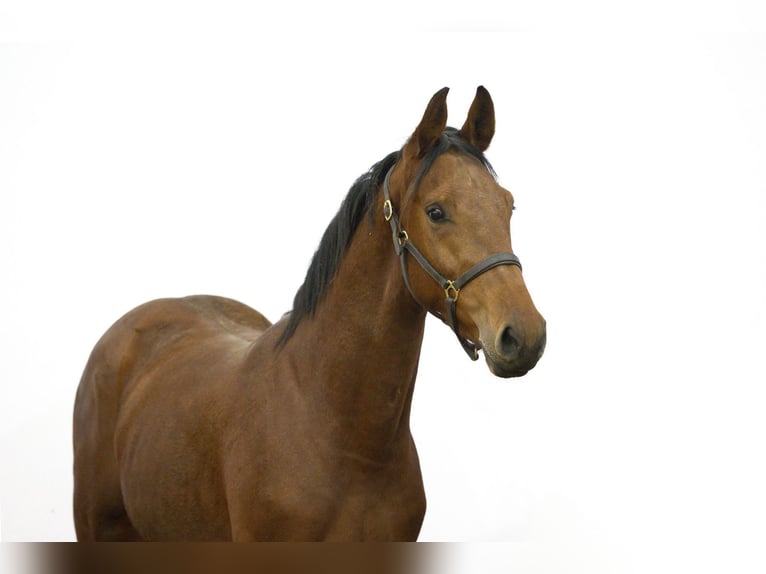 Studbook angloeuropeo Stallone 2 Anni 162 cm Baio in Waddinxveen