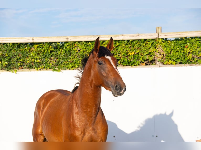 Studbook angloeuropeo Stallone 2 Anni 162 cm Baio in Waddinxveen