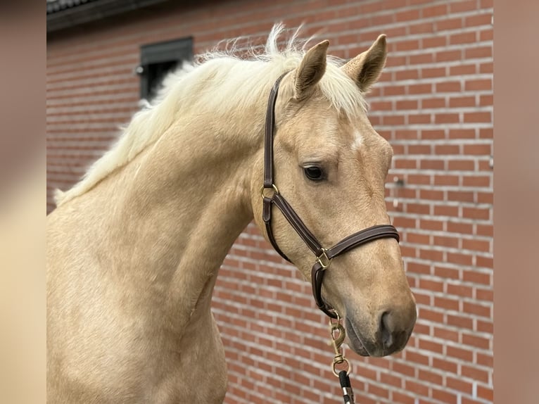 Studbook angloeuropeo Stallone 2 Anni 162 cm Palomino in Zieuwent