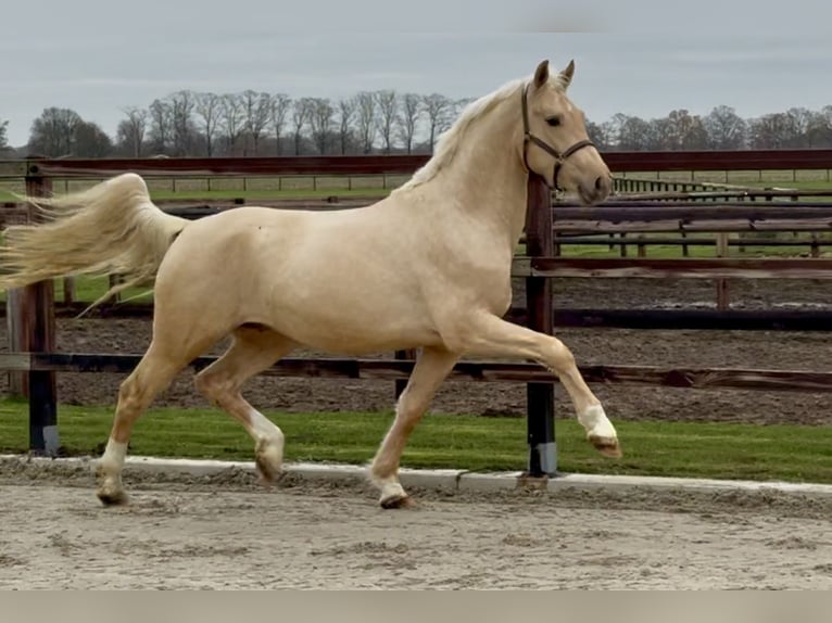 Studbook angloeuropeo Stallone 2 Anni 162 cm Palomino in Zieuwent