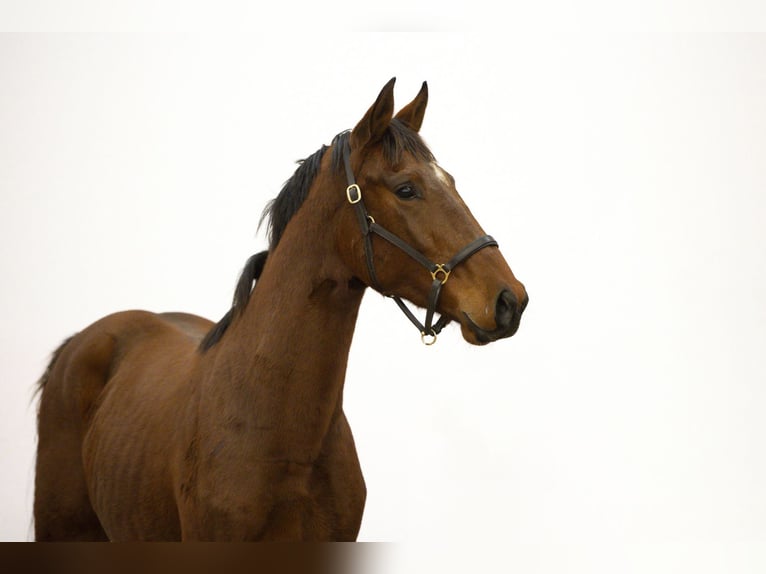 Studbook angloeuropeo Stallone 2 Anni 163 cm Baio in Waddinxveen