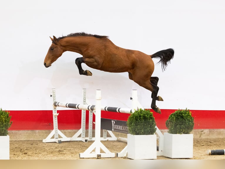 Studbook angloeuropeo Stallone 2 Anni 165 cm Baio in Waddinxveen