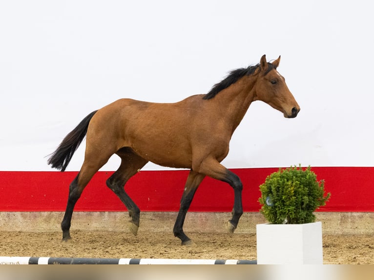 Studbook angloeuropeo Stallone 2 Anni 165 cm Baio in Waddinxveen