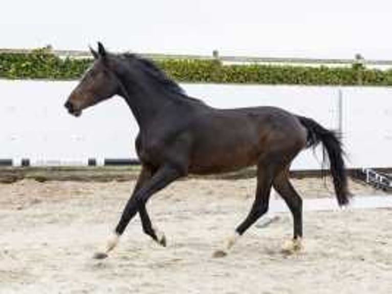 Studbook angloeuropeo Stallone 2 Anni 165 cm Baio scuro in Waddinxveen