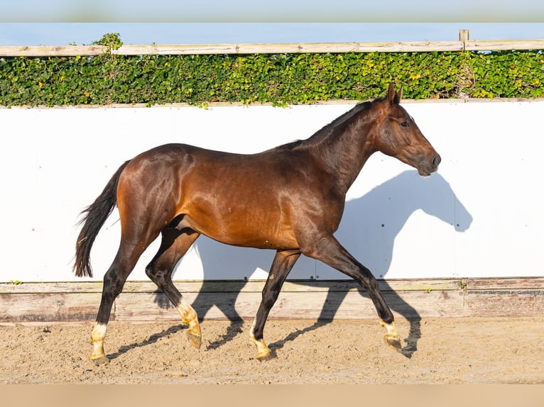 Studbook angloeuropeo Stallone 2 Anni 166 cm Baio in Waddinxveen