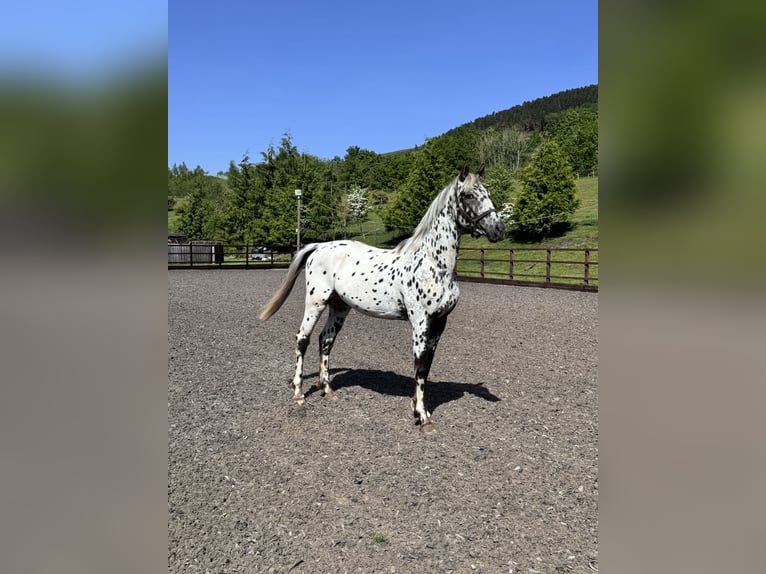 Studbook angloeuropeo Mix Stallone 2 Anni 168 cm Leopard in south wales