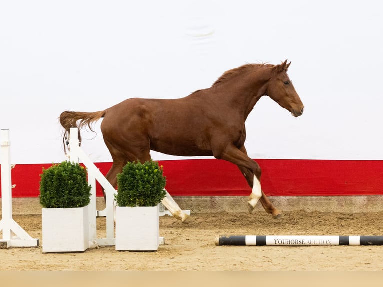 Studbook angloeuropeo Stallone 2 Anni 168 cm Sauro in Waddinxveen