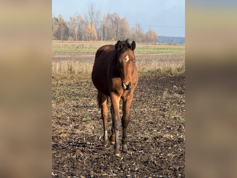Studbook angloeuropeo Stallone 2 Anni 170 cm Baio in Nowe Miasto