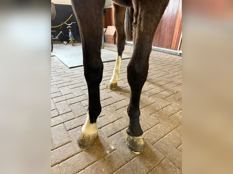 Studbook angloeuropeo Stallone 2 Anni Sauro in Grote-Brogel