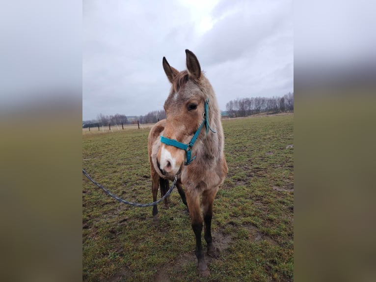 Studbook angloeuropeo Stallone 3 Anni 147 cm Pelle di daino in Zelislawice