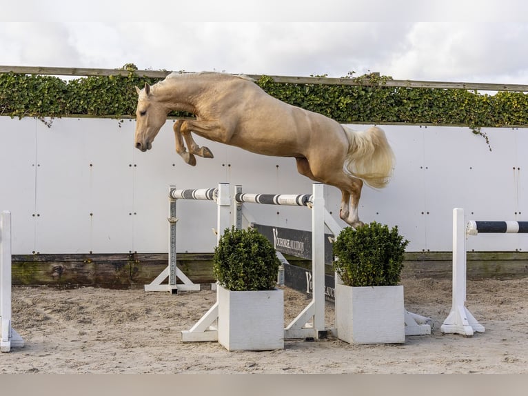 Studbook angloeuropeo Stallone 3 Anni 161 cm Palomino in Waddinxveen