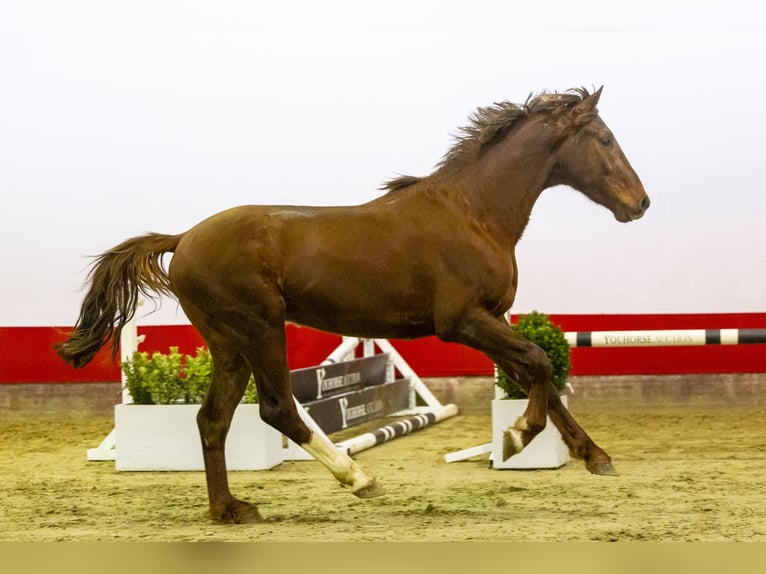 Studbook angloeuropeo Stallone 3 Anni 161 cm Sauro scuro in Waddinxveen