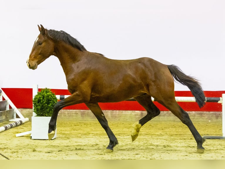 Studbook angloeuropeo Stallone 3 Anni 162 cm Baio in Waddinxveen