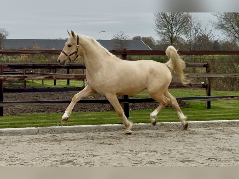 Studbook angloeuropeo Stallone 3 Anni 162 cm Palomino in Zieuwent