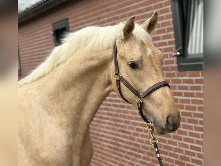 Studbook angloeuropeo Stallone 3 Anni 162 cm Palomino in Zieuwent